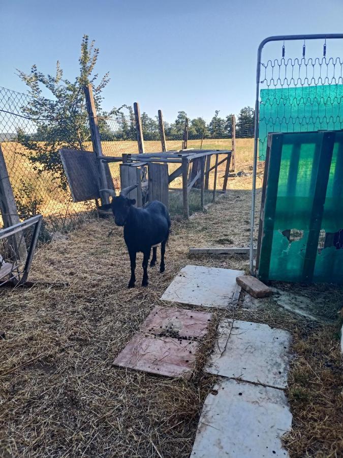 Agriturismo Podere La Selva Βίλα Serre Di Rapolano Εξωτερικό φωτογραφία