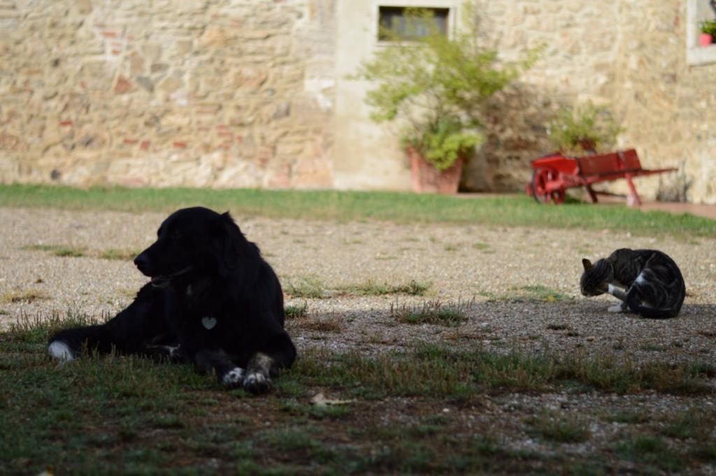 Agriturismo Podere La Selva Βίλα Serre Di Rapolano Εξωτερικό φωτογραφία